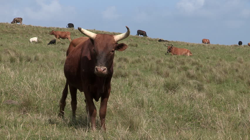 Cow standing with cattle in the background in the Transkei.