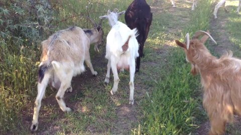 White and black goats walk and eat grass in the forest
