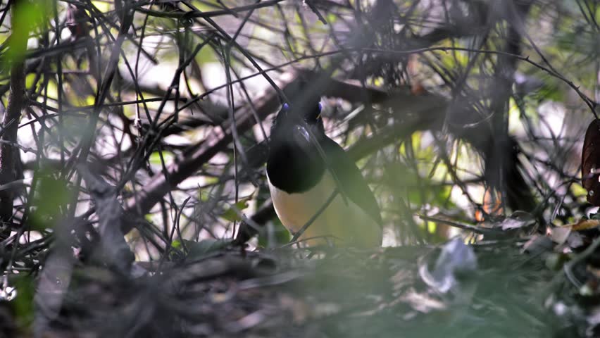 Plush-crested jay (Cyanocorax chrysops) feeds in the middle of the Litterfall. Image in the Pantanal Biome. Mato Grosso do Sul state, Central-Western - Brazil.