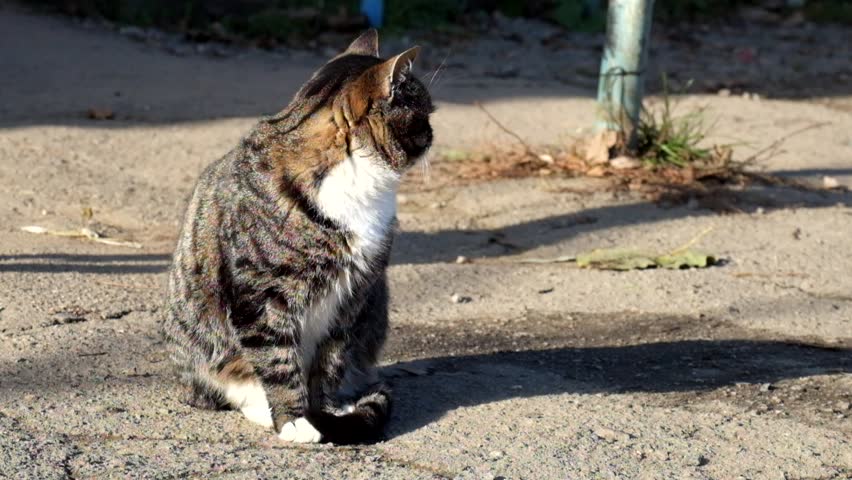 Beautiful tabby cat with a white collar catches the sounds of the street
