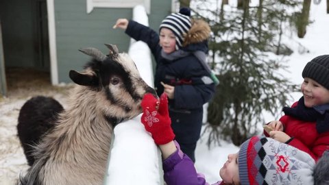 Woman and three children give food to goats in a pen in winter day