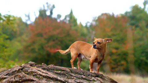 Excited short haired chihuahua dog out on an adventure on a tree log, enthusiastically exploring surroundings smelling and sniffing the area on a summer evening walk