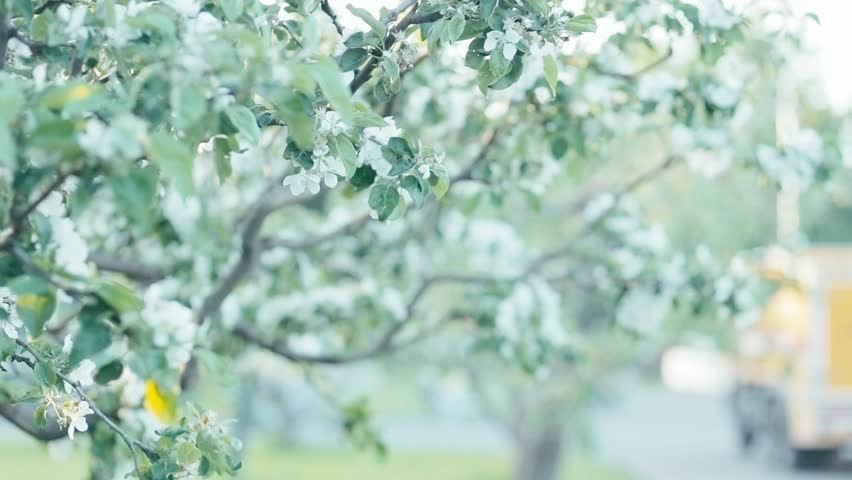 Young redhead girl in spring flowers smelling it. Shallow depth of field