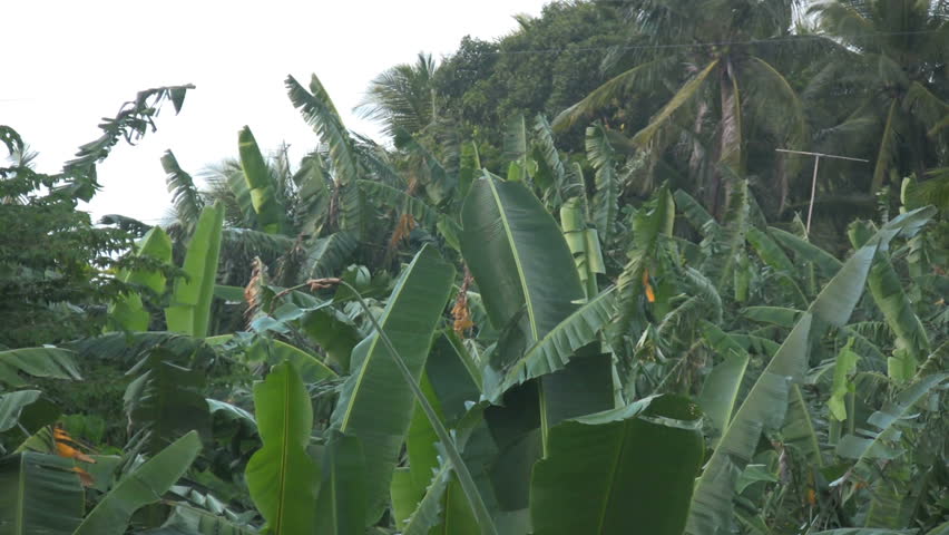 Banana Plantation On Island Mindoro Philippines Stock Footage Video ...