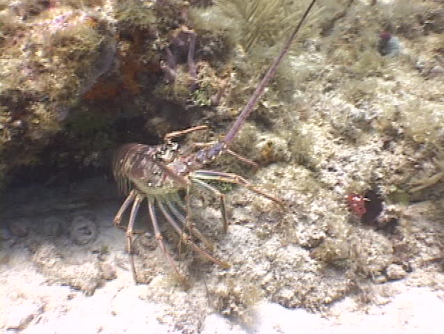 Close-up of large Caribbean Lobster.