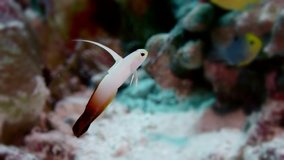 Firefish (Nemateleotris magnifica) is swimming in a coulorfull coral reef, WAKATOBI, Nov 2017, slow motion
 - Powered by Shutterstock - Get 15% off with code: PIKWIZARD15