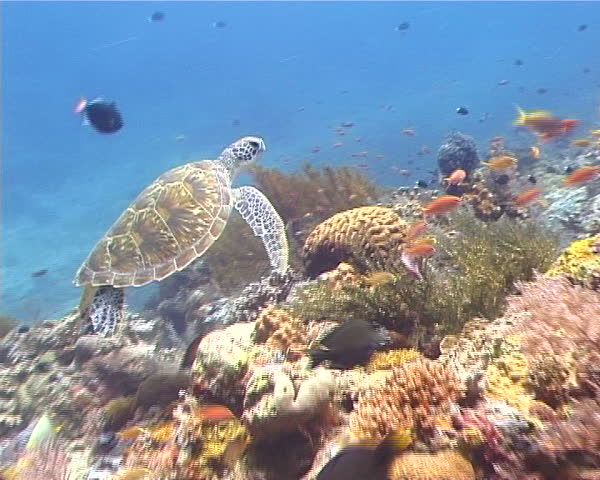 Green Sea Turtle swimming over the coral reef