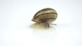 Snail moves slowly with suspicion. Video 4k in studio on white background