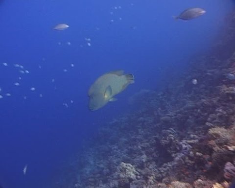 Gian Napoleon Wrasse swimming along a reef in the blue