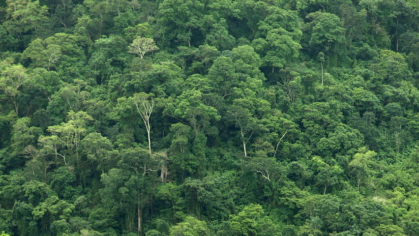Indigenous forest in the Transkei