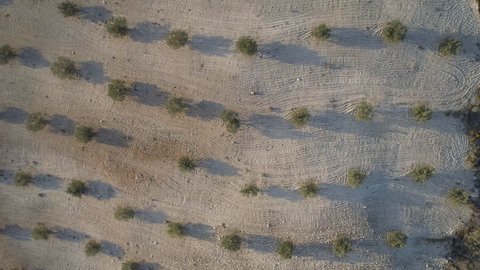 Vertical View of an Olive Farm in the Late Evening in Spain