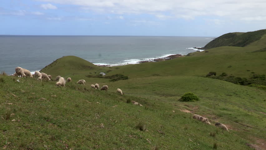 A flock of sheep on the Transkei  coast.