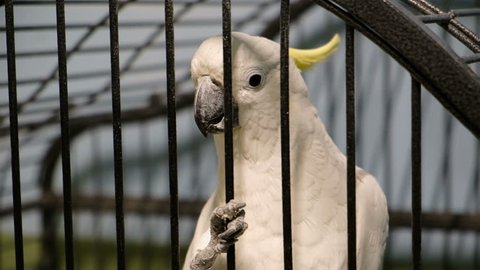 White sulphur crested cockatoo in cage close up