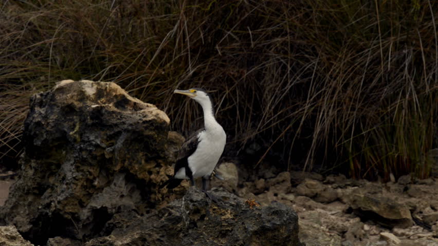 An Australian cormorant or darter bird perched on rocks on the banks of the