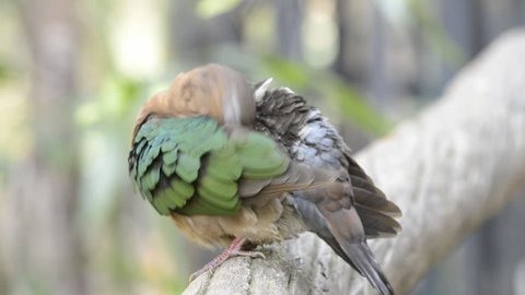 The Green Imperial Pigeon catch on the tree