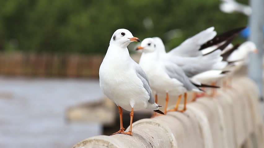 Seagulls at BangPuu , Bangkok , Thailand