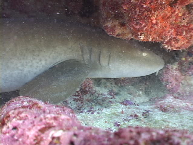 Nurse shark (Ginglymostoma cirratum) in the Florida keys. Close-up.