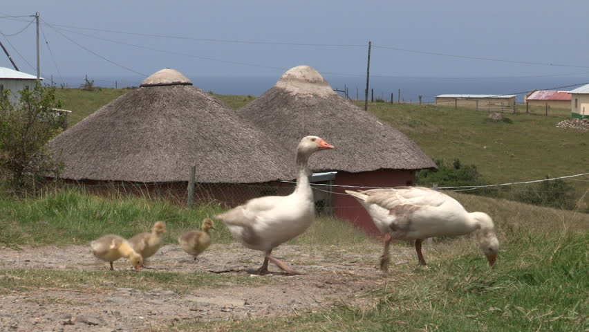 A family of ducks with chicks walk past Xhosa huts in the Transkei