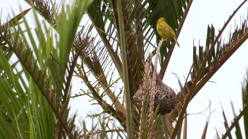 Cape weaver perched on palm tree next to nest, and then flies off.