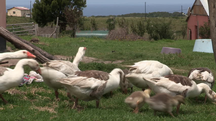 Close up of a large family of ducks waddling along green grass on a farm.