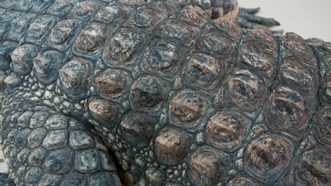 crocodile skin close-up