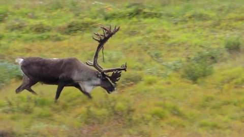 A large bull Caribou, with shedding antlers, in Denali National Park, AK. 