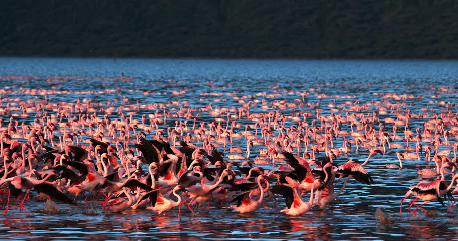 Lesser Flamingo, phoenicopterus minor, Group in Flight, Taking off from Water, Colony at Bogoria Lake in Kenya, Slow Motion 4K Royalty-Free Stock Footage #33345928
