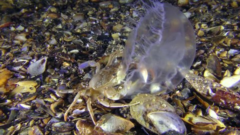 Crab (Liocarcinus holsatus) caught and eats a jellyfish, medium shot.