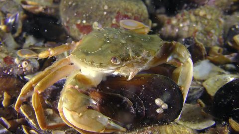 Swimming crab (Liocarcinus holsatus) takes meat from the shell of the mussel.