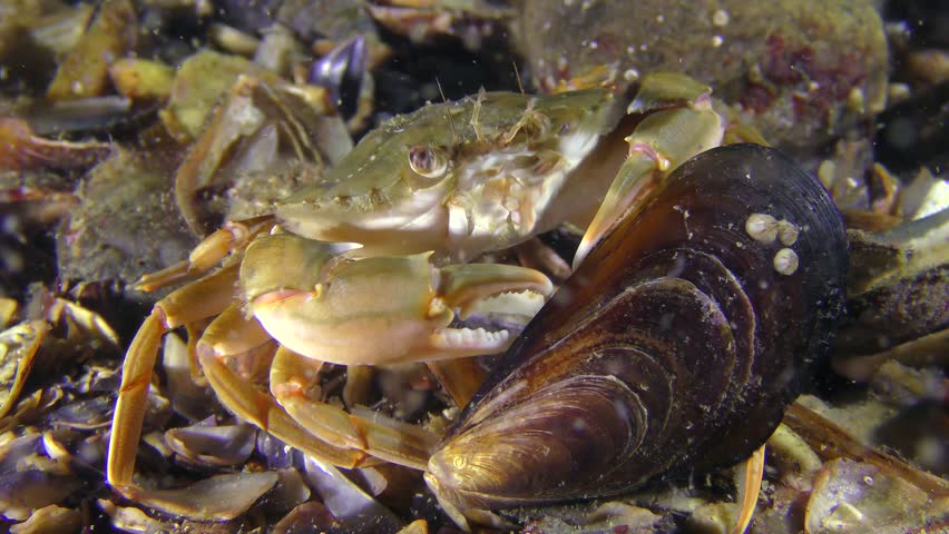 Crab (Liocarcinus holsatus) takes meat from the shell of the mussel.