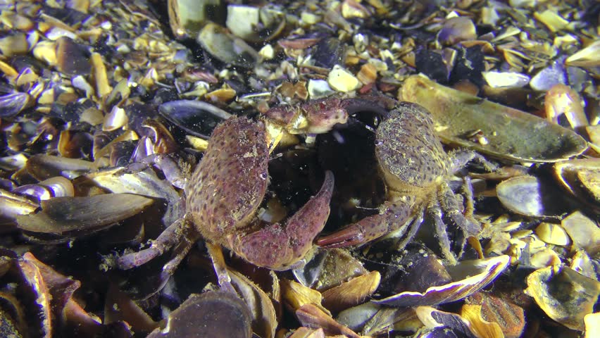 Reproduction of Jaguar round crab (Xantho poressa): the male wears a female with eggs in the paws, a fight with a competing male.