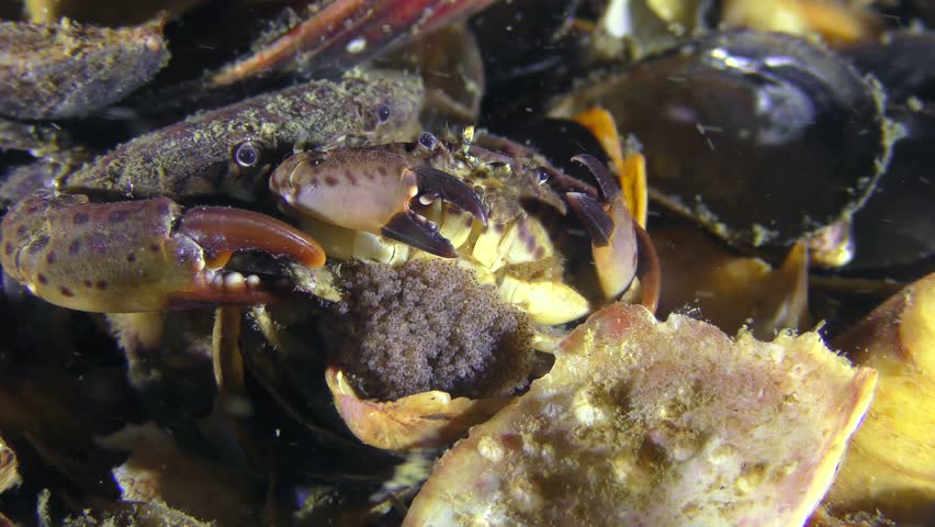 Reproduction of Jaguar round crab (Xantho poressa): the male wears a female with eggs in the paws.