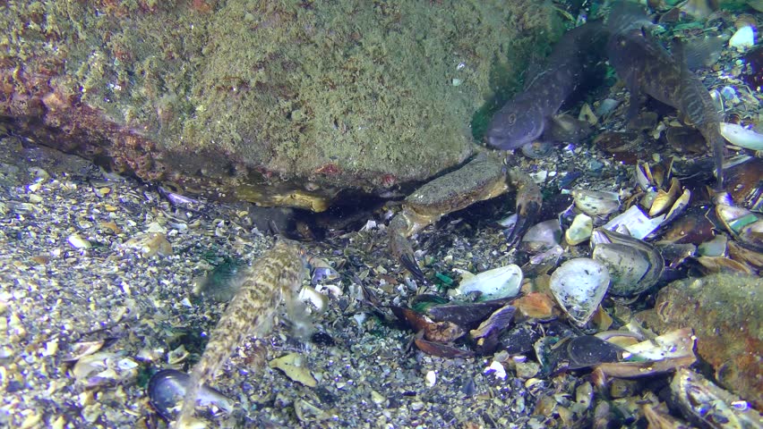 Three male Black goby (Gobius niger) enter the tournament battle next to the mink of Jaguar round crab (Xantho poressa).