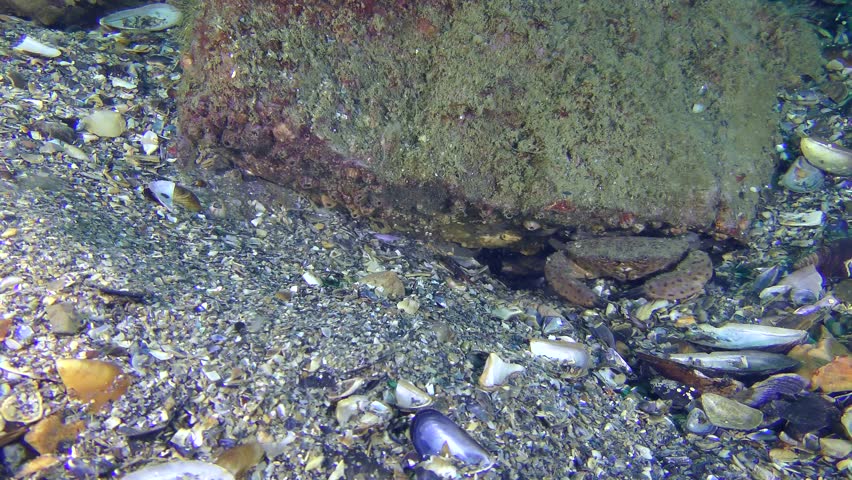 Jaguar round crab (Xantho poressa) digs a burrow under a stone.