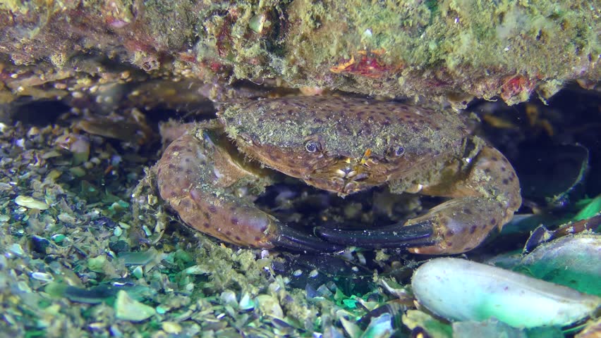 The male Jaguar round crab (Xantho poressa) sits in a hole under a stone, close-up.