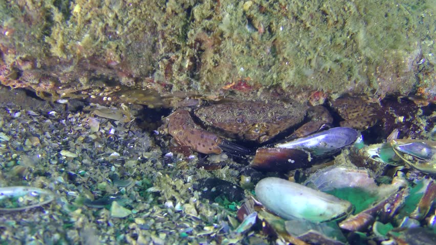 Jaguar round crab (Xantho poressa) digs mink under the stone, close-up.
