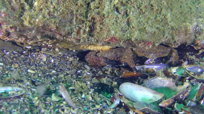Male and female Jaguar round crab (Xantho poressa) in a burrow under a stone, close-up.