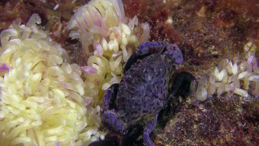Jaguar round crab (Xantho poressa) next to the eggs of the gastropod rapana.