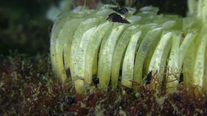 Propagation of the gastropods Veined Rapa Whelk (Rapana venosa): eggs inside the horny-like egg cocoons.