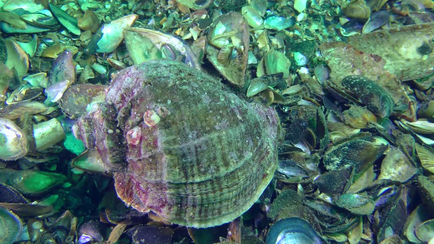 Snail Veined Rapa Whelk (Rapana venosa) crawls along the shell bottom., close-up.