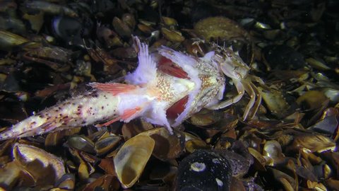 Several Jaguar round crab (Xantho poressa) and Flying swimming crab (Liocarcinus holsatus) eats dead fish.