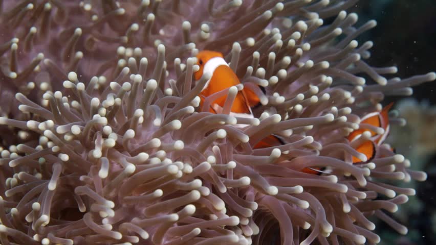 Nemo clown fish in the anemone on the colorful healthy coral reef. Anemonefish hiding underwater in it's host actinia. Scuba diving coral reef scene with nemo and anemone. Royalty-Free Stock Footage #33355546