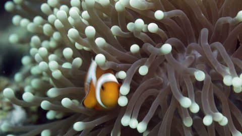 Nemo clown fish in the anemone on the colorful healthy coral reef. Anemonefish hiding underwater in it's host actinia. Scuba diving coral reef scene with nemo and anemone.