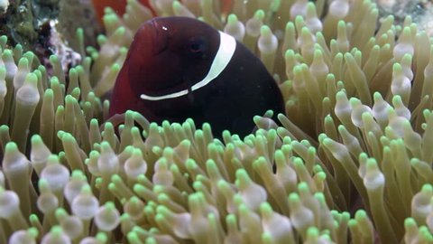 Nemo clown fish in the anemone on the colorful healthy coral reef. Anemonefish hiding underwater in it's host actinia. Scuba diving coral reef scene with nemo and anemone.