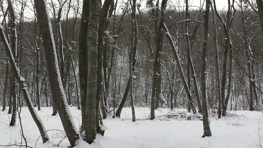 Winter in motion /  Winter in the forest. Steady footage...