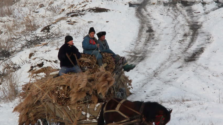 DANUBE DELTA,ROMANIA - January 30: Horse-drawn carts carrying reed on January