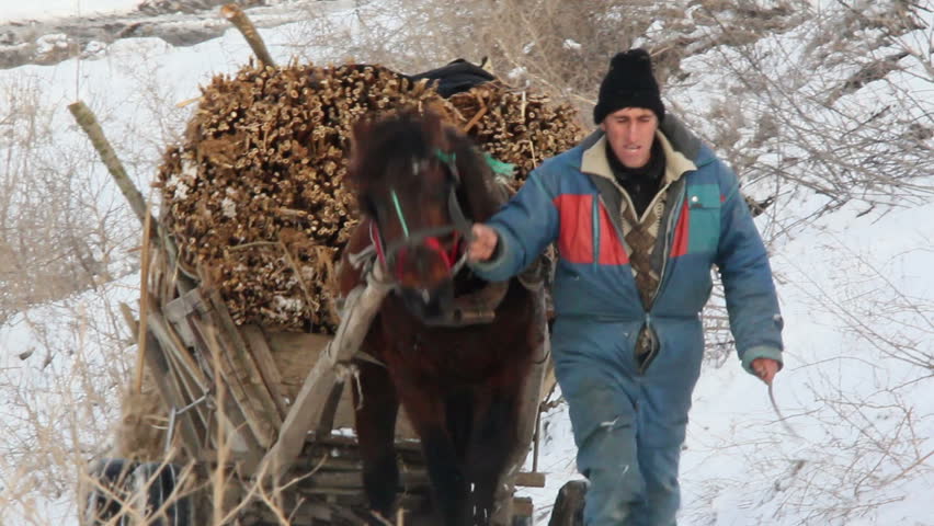 DANUBE DELTA,ROMANIA - January 30: Horse-drawn cart carrying reed on January 30,