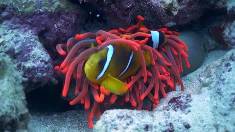 Clown fish, anemone fish hiding in bright red fluorescent sea anemone (actinia). Nemo fish in colourful underwater environment.