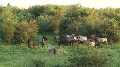 Herd of konik horses graze and run in Dutch river landscape. Semi-wild herds of koniks can be seen today in many nature reserves.