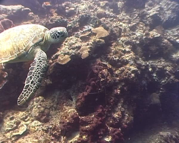 Green Sea Turtle swimming close to viewer in blue water